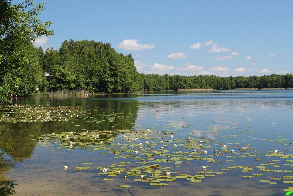 Jezioro Miloszewskie - Dzikie jezioro z karpiami