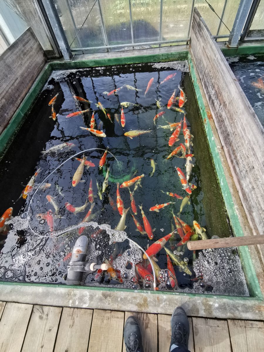 Hodowla karpi koi