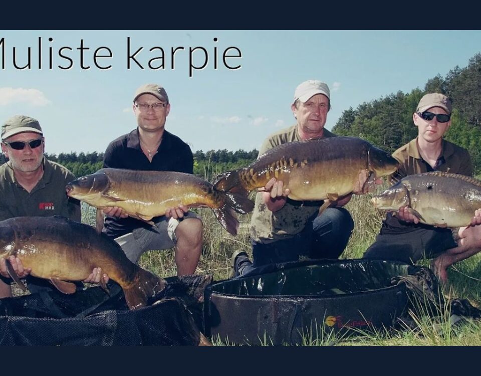 Jak łowić karpie w mule