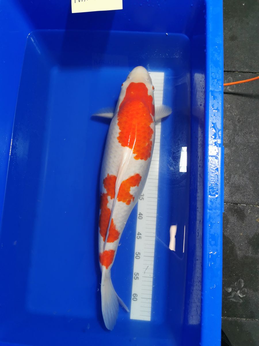 Karp koi Kohaku