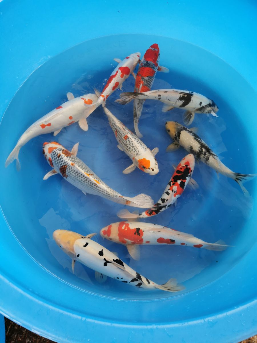 Kolorowy karp koi