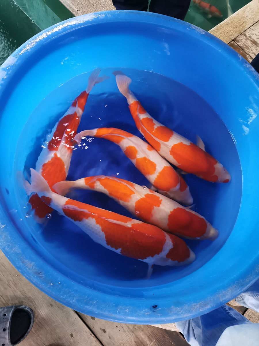 pomarańczowy karp koi