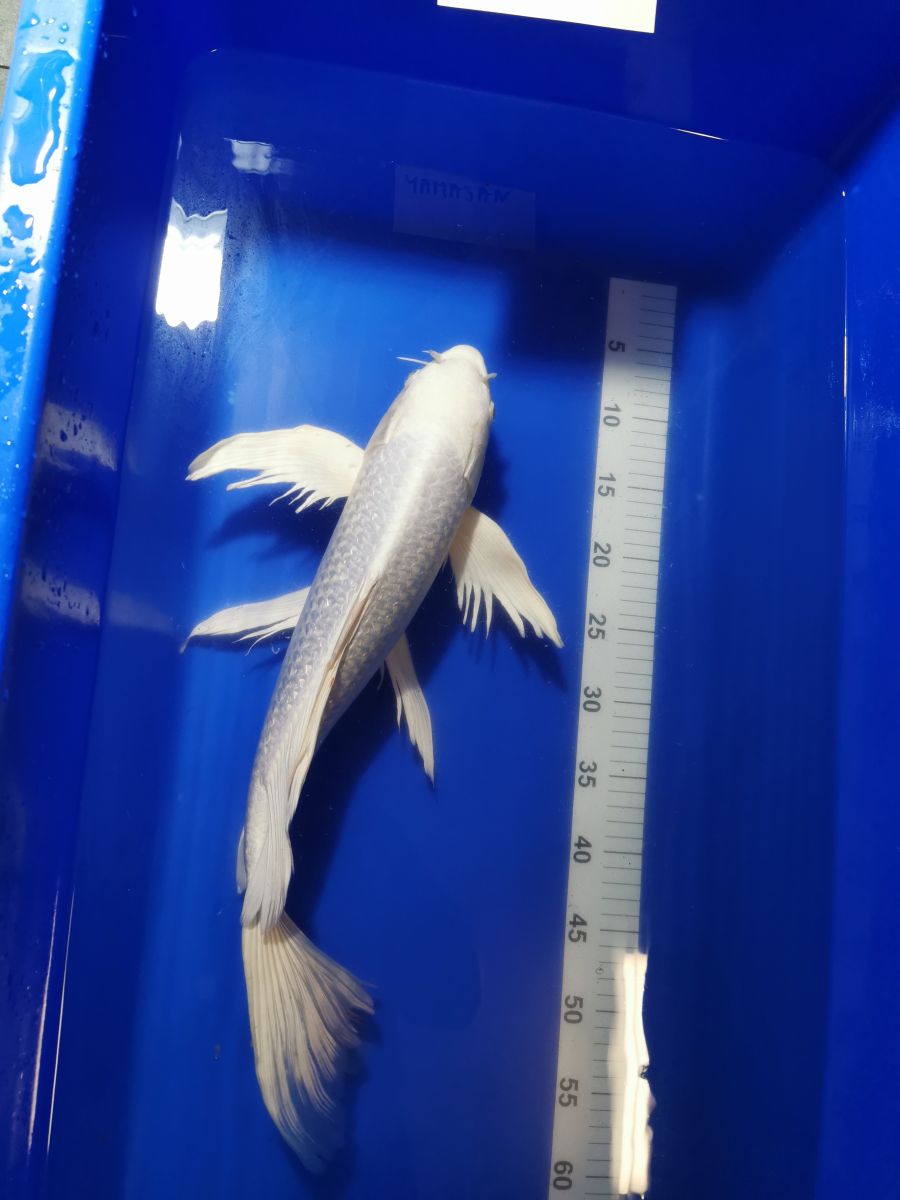 karp koi platinum ogon butterfly