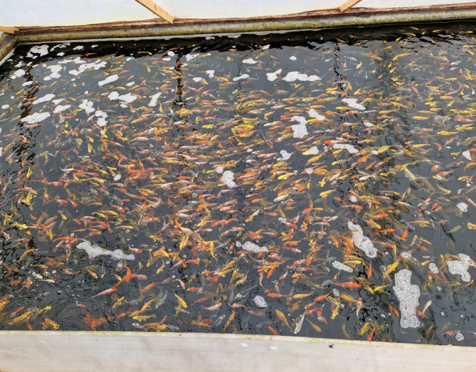 karp-koi-hodowla