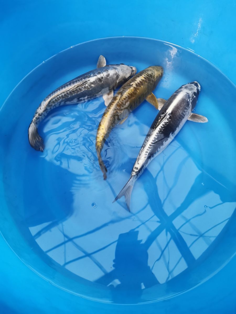 Karp koi Doitsu mukashi ogon