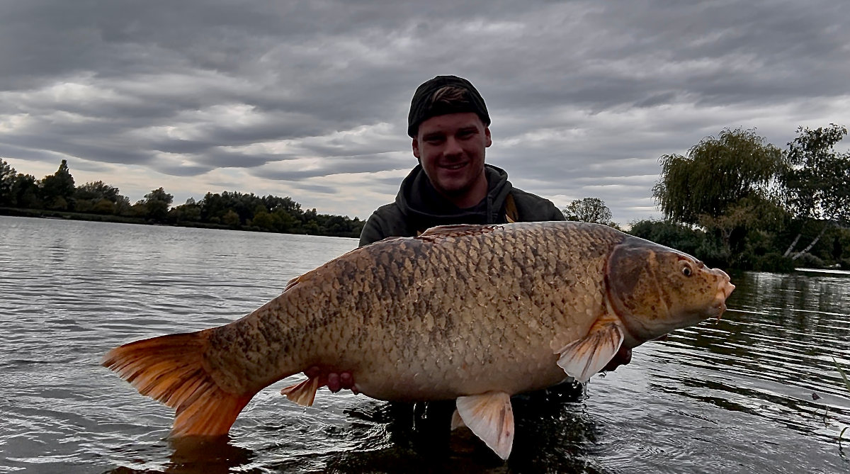 karp koi