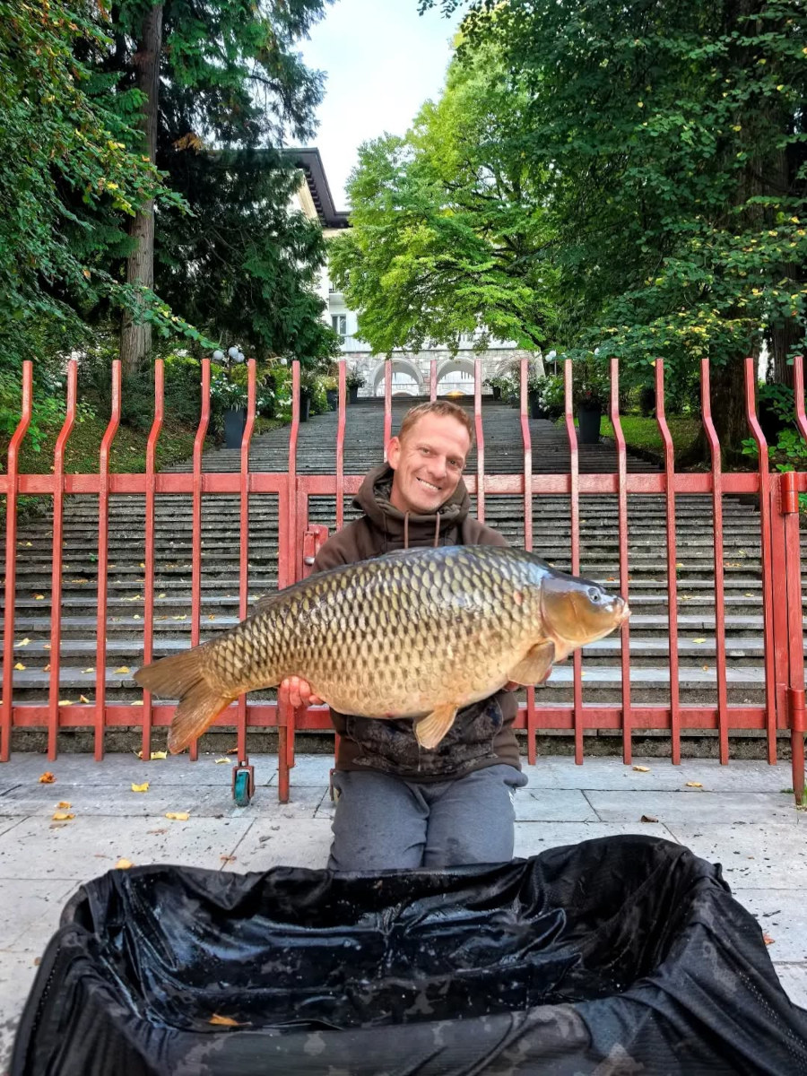 Karp pełnołuski z jeziora Bled