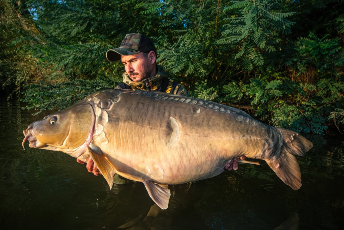 Duży, łuskowaty karp lustrzeń z rumuńskiego jeziora Horgesti ważący ponad 30 kg