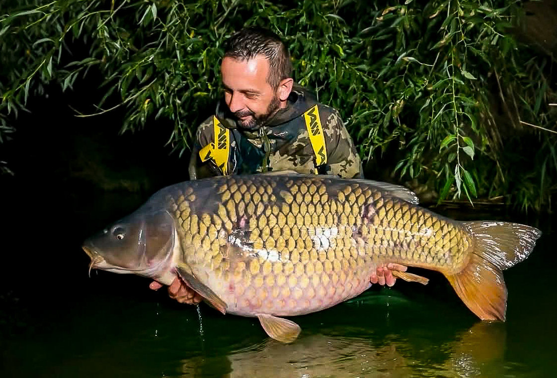 Karp pełnołuski Scar o wadze 35,4 kg złowiony w rumuńskim jeziorze Orlat